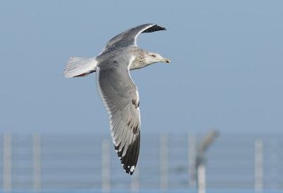 Vega Gull / Vegatrut (Larus vegae)