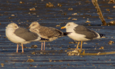 Taimyr Gull / Taimyrtrut (Larus taimyrensis)