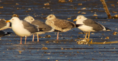 Taimyr Gull / Taimyrtrut (Larus taimyrensis)