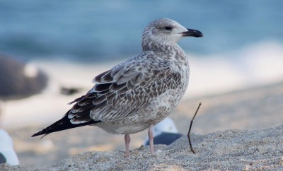 Taimyr Gull (Larus taimyrensis) or Birula Gull (Larus birulai)