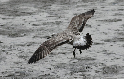 Taimyr Gull / Taimyrtrut (Larus taimyrensis)