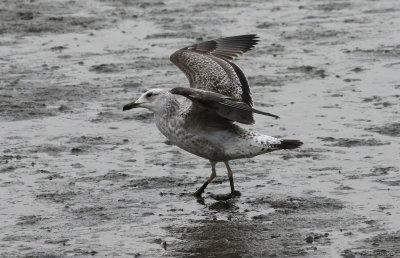Taimyr Gull / Taimyrtrut (Larus taimyrensis)