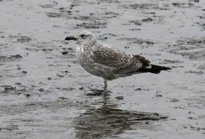 Taimyr Gull / Taimyrtrut (Larus taimyrensis)