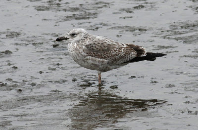 Taimyr Gull / Taimyrtrut (Larus taimyrensis)