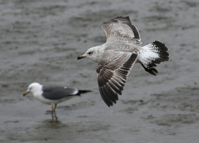 Taimyr Gull / Taimyrtrut (Larus taimyrensis)