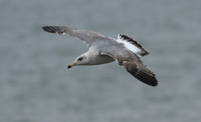 Taimyr Gull / Taimyrtrut (Larus taimyrensis)