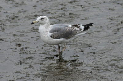 Taimyr Gull / Taimyrtrut (Larus taimyrensis)