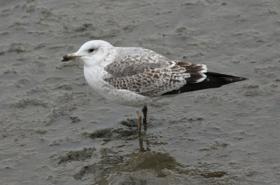 Taimyr Gull / Taimyrtrut (Larus taimyrensis)