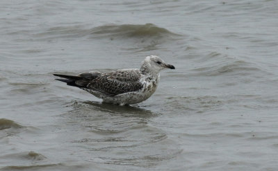 Taimyr Gull / Taimyrtrut (Larus taimyrensis)