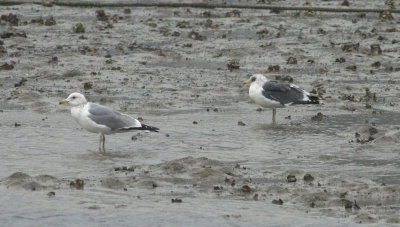 Taimyr Gull / Taimyrtrut (Larus taimyrensis)