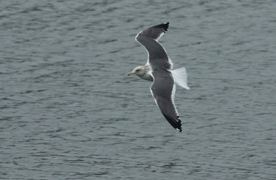 Taimyr Gull / Taimyrtrut (Larus taimyrensis)
