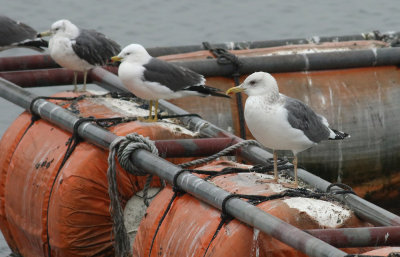Taimyr Gull / Taimyrtrut (Larus taimyrensis)