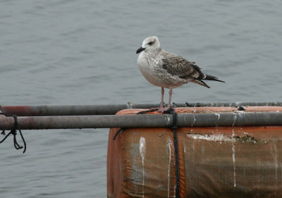 Taimyr Gull / Taimyrtrut (Larus taimyrensis)