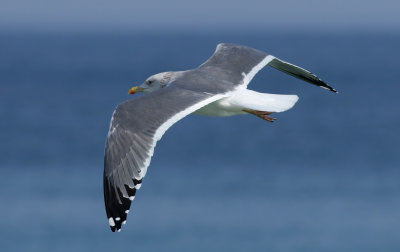 Taimyr Gull / Taimyrtrut (Larus taimyrensis)