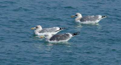 Taimyr Gull / Taimyrtrut (Larus taimyrensis)