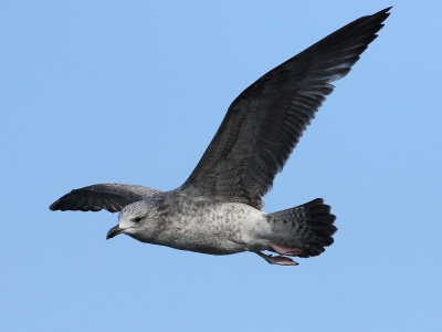 Taimyr Gull / Taimyrtrut (Larus taimyrensis)