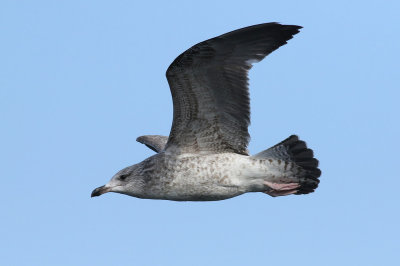 Taimyr Gull / Taimyrtrut (Larus taimyrensis)