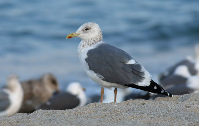 Taimyr Gull / Taimyrtrut (Larus taimyrensis)