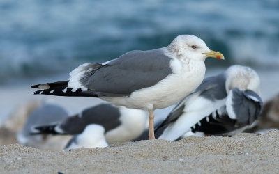 Taimyr Gull / Taimyrtrut (Larus taimyrensis)