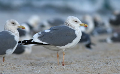 Taimyr Gull / Taimyrtrut (Larus taimyrensis)