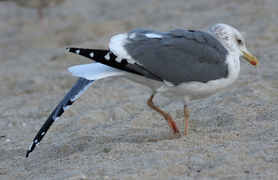 Taimyr Gull / Taimyrtrut (Larus taimyrensis)