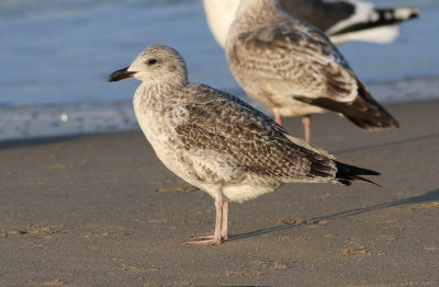 Taimyr Gull / Taimyrtrut (Larus taimyrensis)