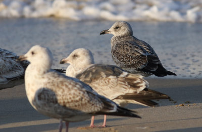 Taimyr Gull / Taimyrtrut (Larus taimyrensis)