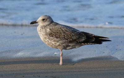 Taimyr Gull / Taimyrtrut (Larus taimyrensis)