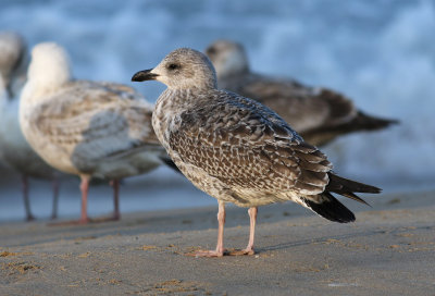 Taimyr Gull / Taimyrtrut (Larus taimyrensis)