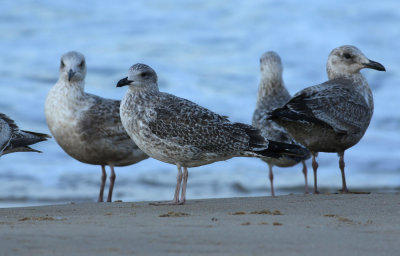 Taimyr Gull / Taimyrtrut (Larus taimyrensis)