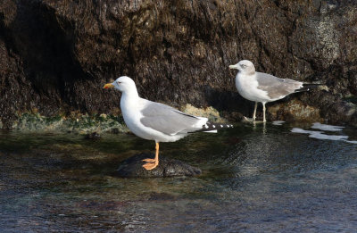 Taimyr Gull / Taimyrtrut (Larus taimyrensis)