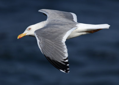 Taimyr Gull / Taimyrtrut (Larus taimyrensis)