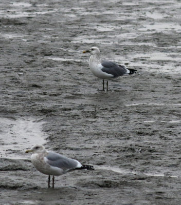 Taimyr Gull / Taimyrtrut (Larus taimyrensis)