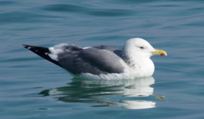 Taimyr Gull / Taimyrtrut (Larus taimyrensis)