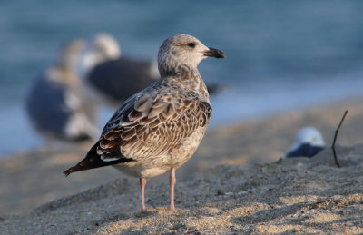 Taimyr Gull / Taimyrtrut (Larus taimyrensis)