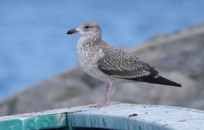Taimyr Gull / Taimyrtrut (Larus taimyrensis)