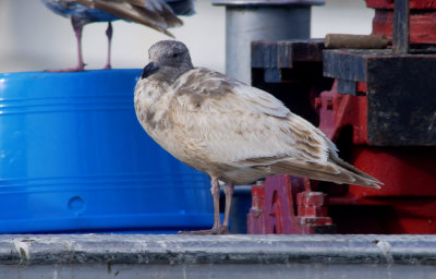 Slaty-backed Gull / Skiffertrut (Larus schistisagus)