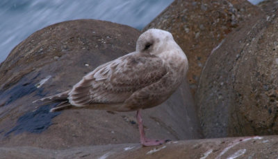 Slaty-backed Gull / Skiffertrut (Larus schistisagus)