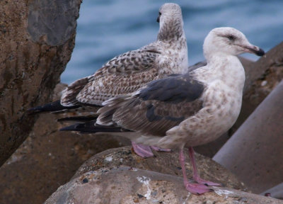 Slaty-backed Gull / Skiffertrut (Larus schistisagus)