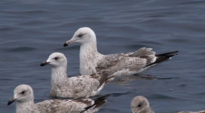 Slaty-backed Gull / Skiffertrut (Larus schistisagus)