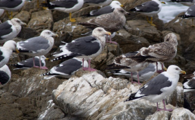 Slaty-backed Gull / Skiffertrut (Larus schistisagus)