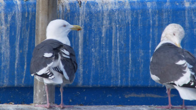 Slaty-backed Gull / Skiffertrut (Larus schistisagus)