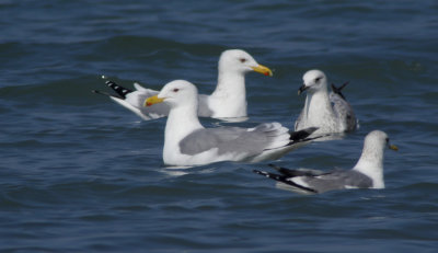 Mongolian Gull / Mongoltrut (Larus mongolicus)