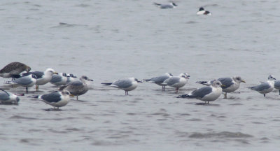 Kamchatka Gull / Fiskmås (Larus canus kamtschatschensis)