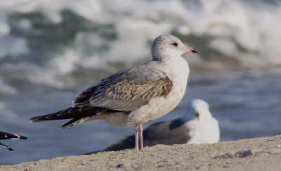 Kamchatka Gull / Fiskmås (Larus canus kamtschatschensis)