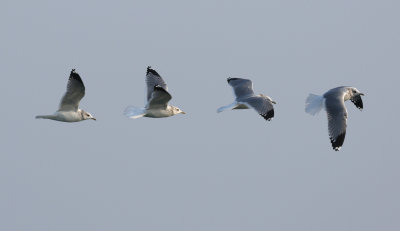 Kamchatka Gull / Fiskmås (Larus canus kamtschatschensis)