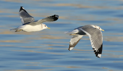 Kamchatka Gull / Fiskmås (Larus canus kamtschatschensis)