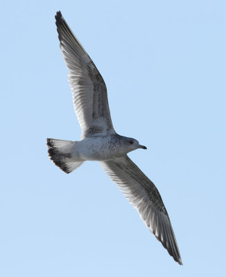 Kamchatka Gull / Fiskmås (Larus canus kamtschatschensis)