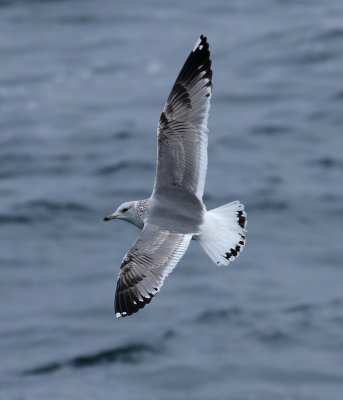 Kamchatka Gull / Fiskmås (Larus canus kamtschatschensis)