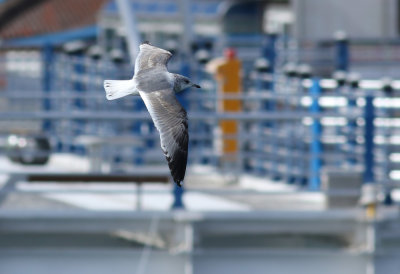 Kamchatka Gull / Fiskmås (Larus canus kamtschatschensis)